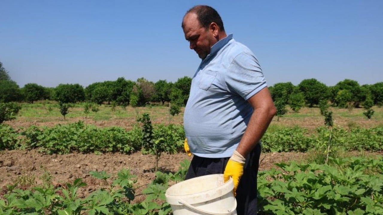 Foto - Kozan'da bamya sezonu açıldı! İşte tarladaki fiyatı
