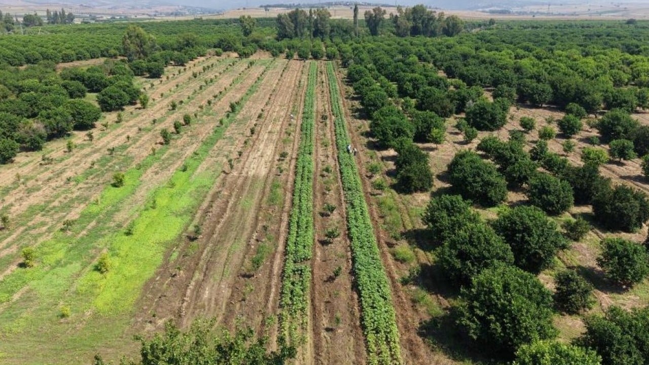 Kozan'da bamya sezonu açıldı! İşte tarladaki fiyatı
