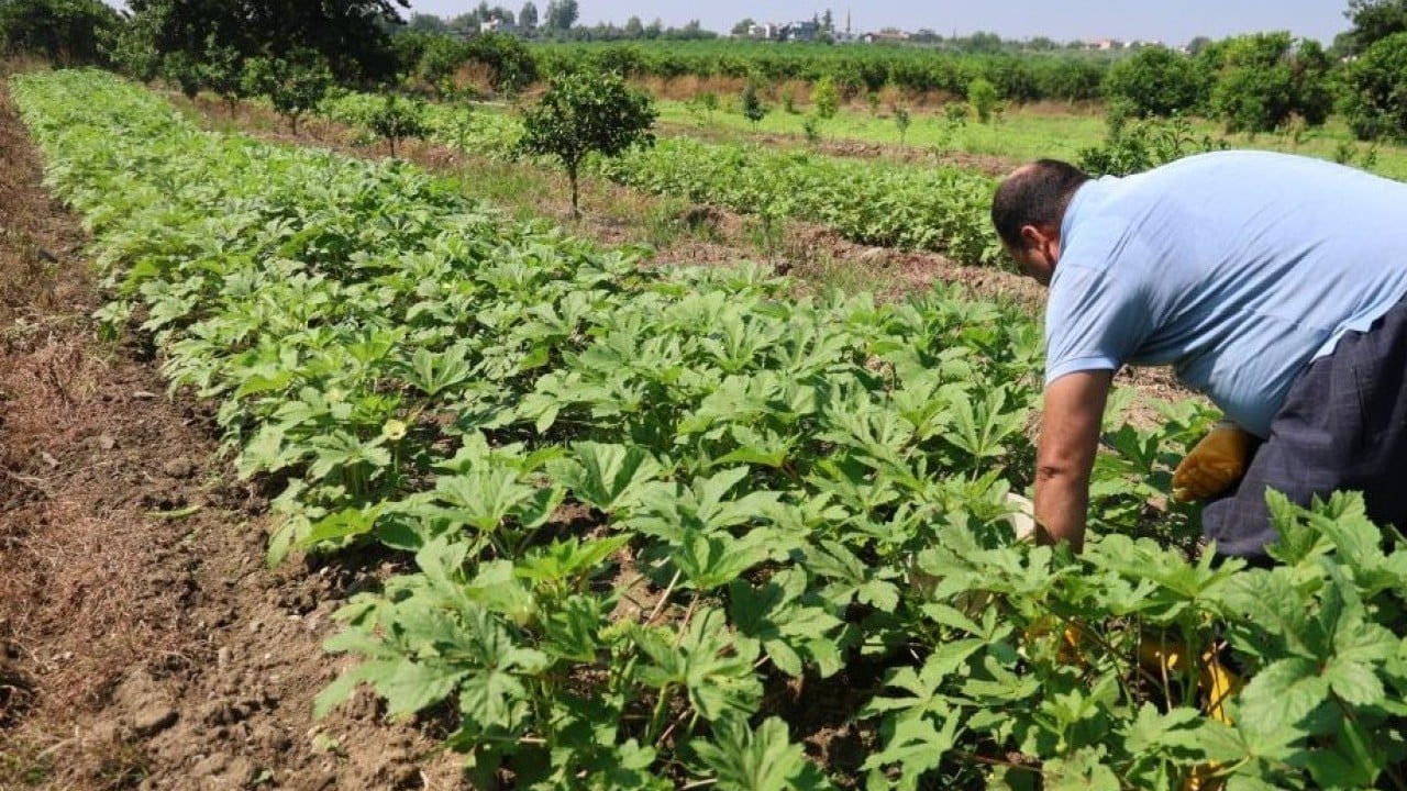 Foto - Kozan'da bamya sezonu açıldı! İşte tarladaki fiyatı