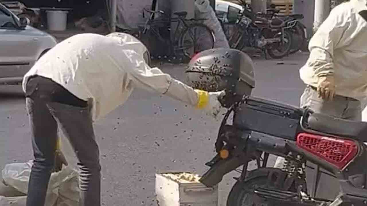Kraliçe motosiklete kondu: Binlerce arı peşinden oğul verdi