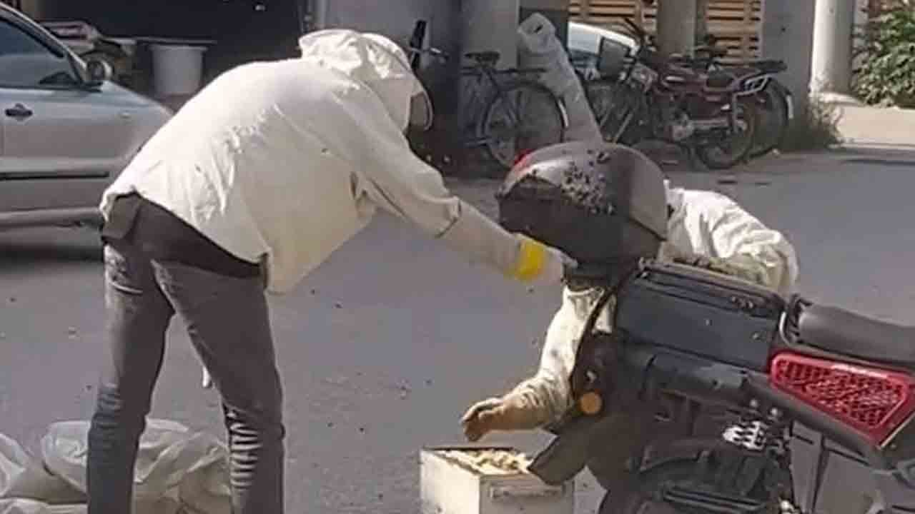 Foto - Kraliçe motosiklete kondu: Binlerce arı peşinden oğul verdi