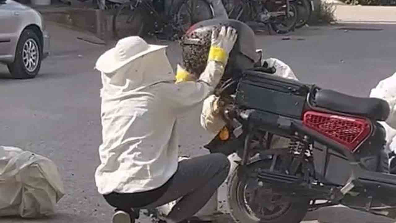 Foto - Kraliçe motosiklete kondu: Binlerce arı peşinden oğul verdi