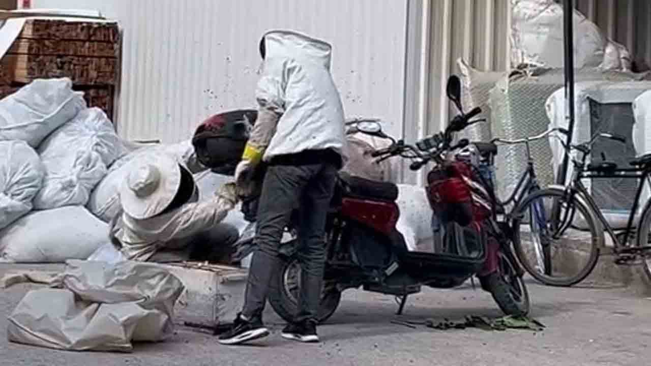 Foto - Kraliçe motosiklete kondu: Binlerce arı peşinden oğul verdi