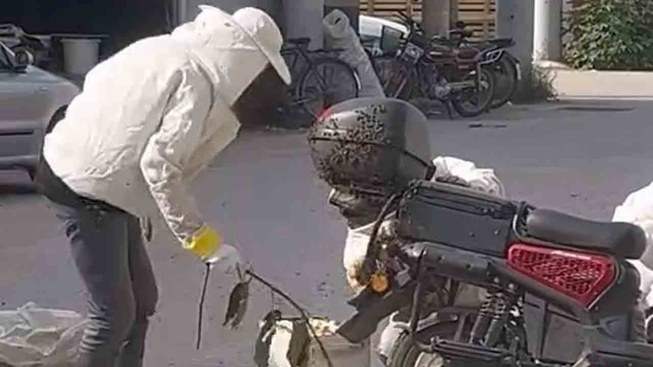 Foto - Kraliçe motosiklete kondu: Binlerce arı peşinden oğul verdi