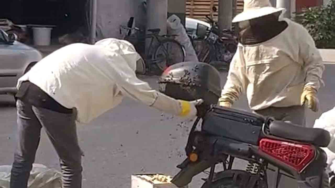 Foto - Kraliçe motosiklete kondu: Binlerce arı peşinden oğul verdi