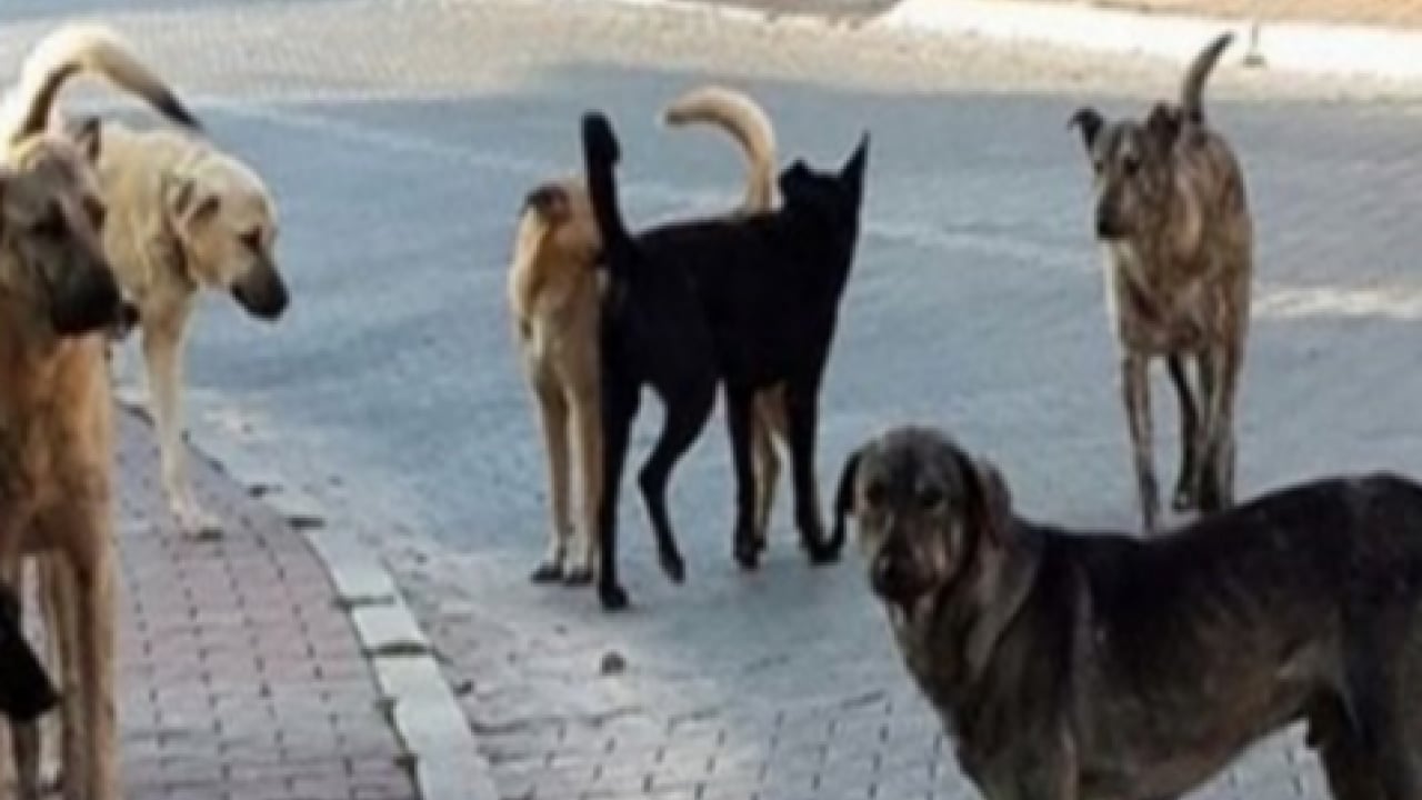 Foto - Küçük çocuğa köpek sürüsü saldırdı! Adıyaman'da kan donduran görüntüler: Bu kaçıncı vaka, bu kaçıncı feryat?