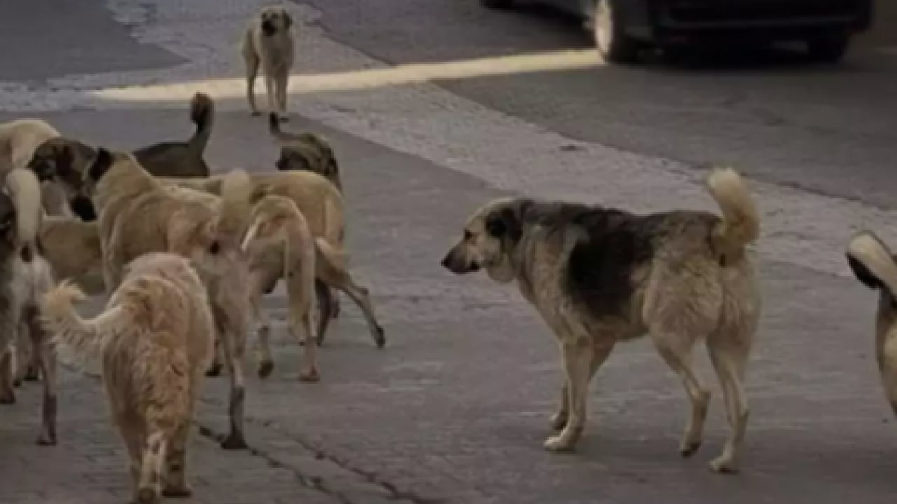 Foto - Küçük çocuğa köpek sürüsü saldırdı! Adıyaman'da kan donduran görüntüler: Bu kaçıncı vaka, bu kaçıncı feryat?