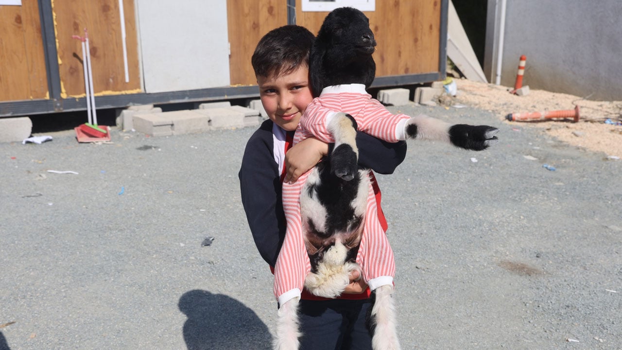 Foto - Küçük kuzunun büyük hikayesi! Boncuk’a mahalle sahip çıktı 