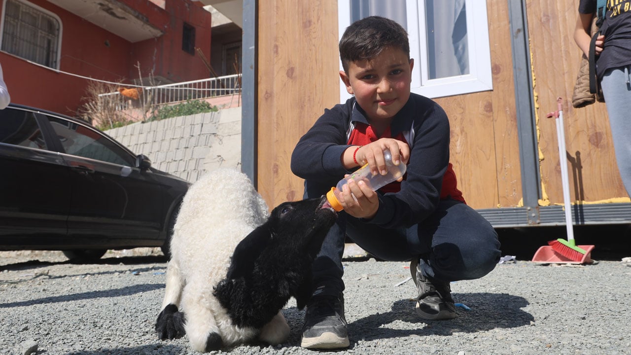 Foto - Küçük kuzunun büyük hikayesi! Boncuk’a mahalle sahip çıktı 