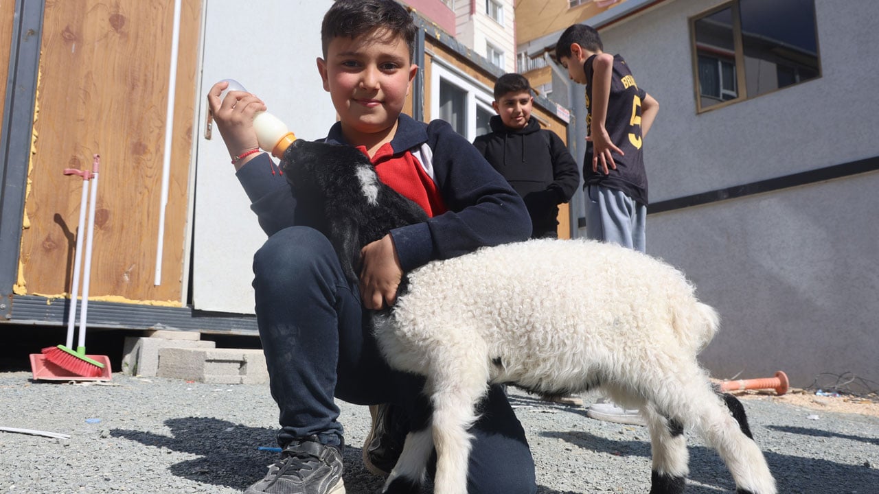 Foto - Küçük kuzunun büyük hikayesi! Boncuk’a mahalle sahip çıktı 