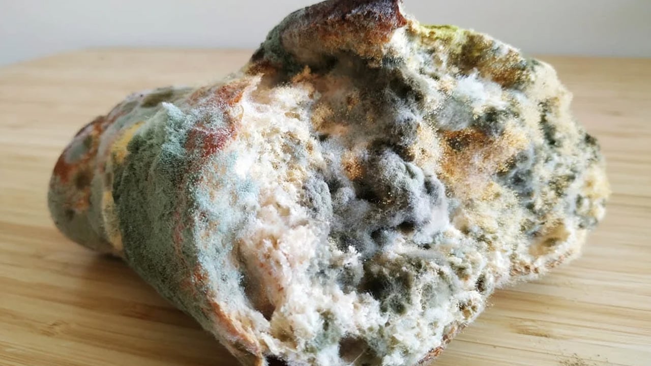 Foto - Küflü ekmek yenir mi? Ekmekte bu yöntem güvenli değil! işte gerçek... Uzmanlar net konuştu