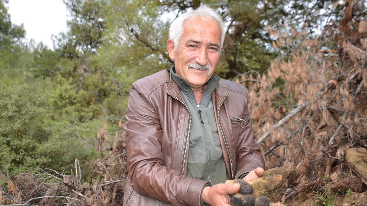 Kül olan orman yeniden yeşerdi, köylünün mesaisi başladı! Tazesi bin, kurusu 7 bin 500 TL