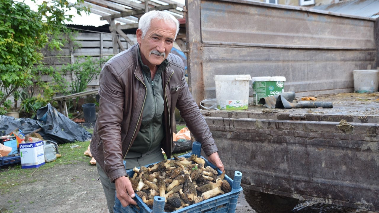 Foto - Kül olan orman yeniden yeşerdi, köylünün mesaisi başladı! Tazesi bin, kurusu 7 bin 500 TL