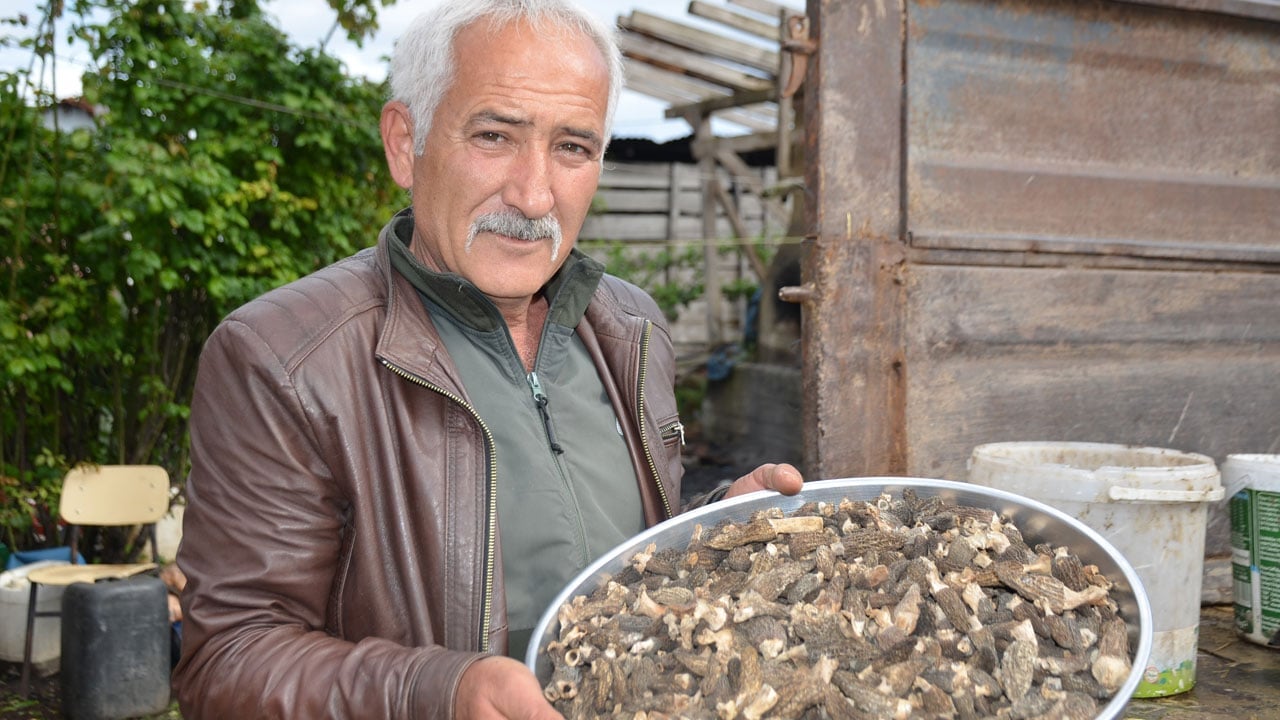 Foto - Kül olan orman yeniden yeşerdi, köylünün mesaisi başladı! Tazesi bin, kurusu 7 bin 500 TL
