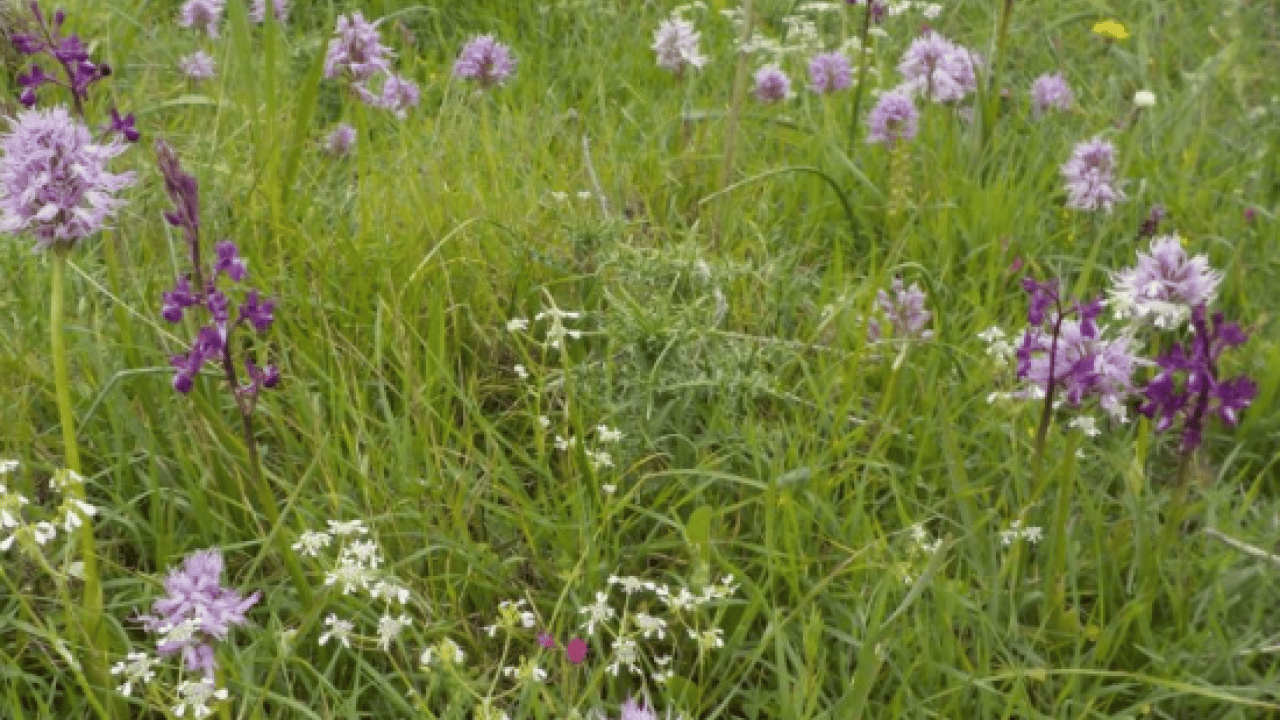 Foto - Kulağınıza küpe olsun: Tam 700 bin lira cezası var!