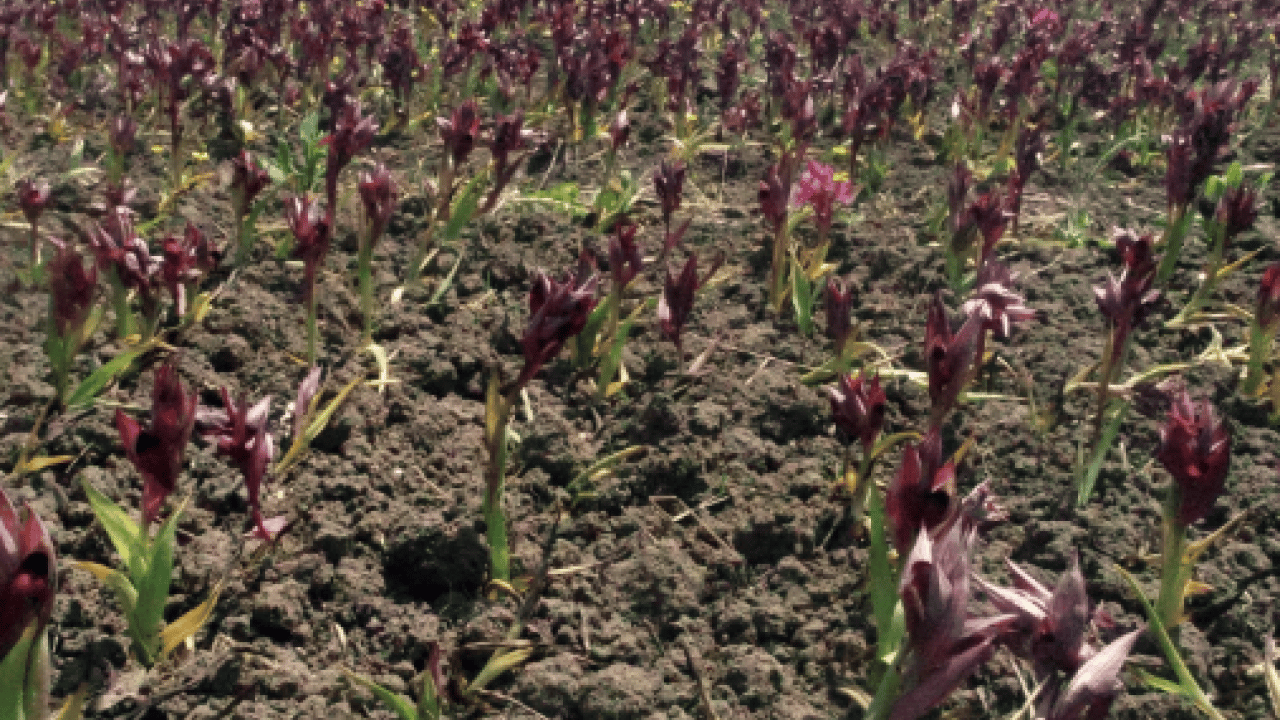 Foto - Kulağınıza küpe olsun: Tam 700 bin lira cezası var!