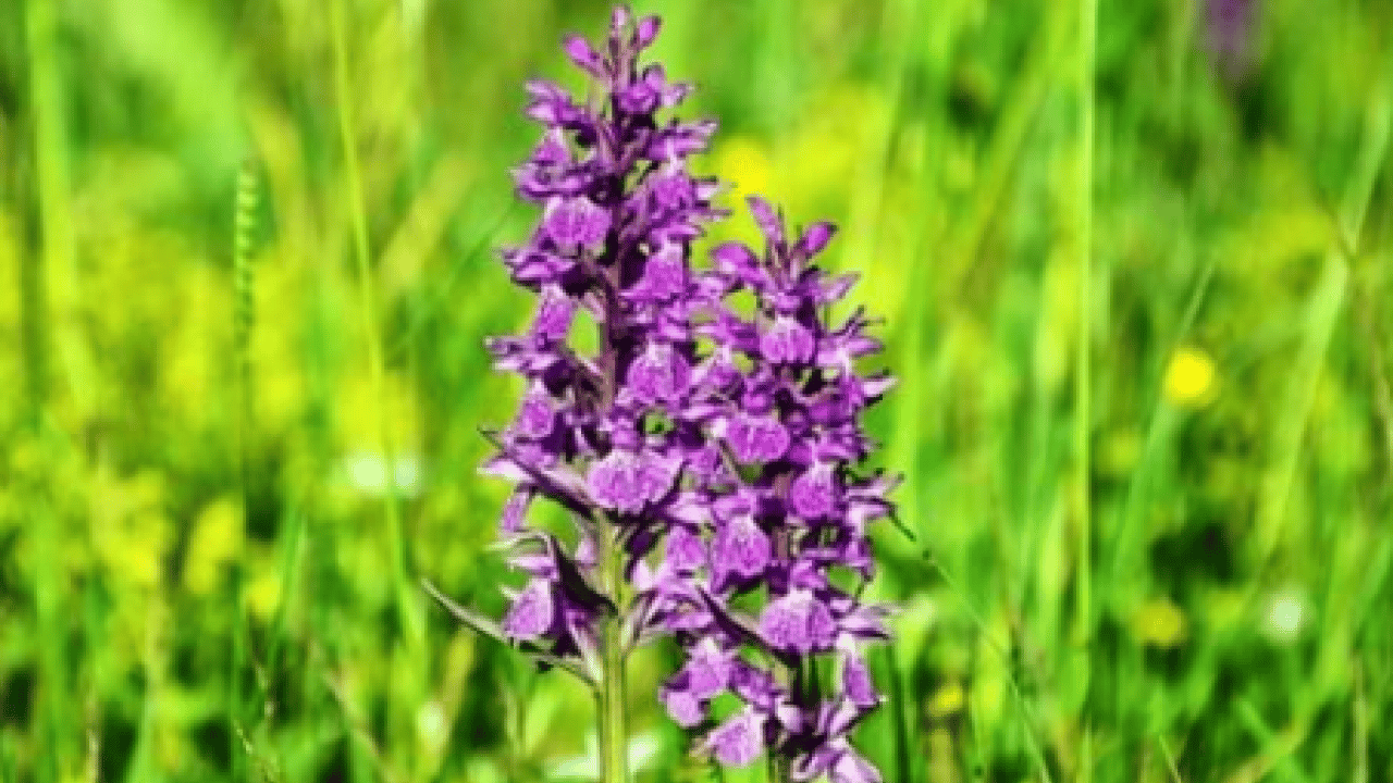 Foto - Kulağınıza küpe olsun: Tam 700 bin lira cezası var!