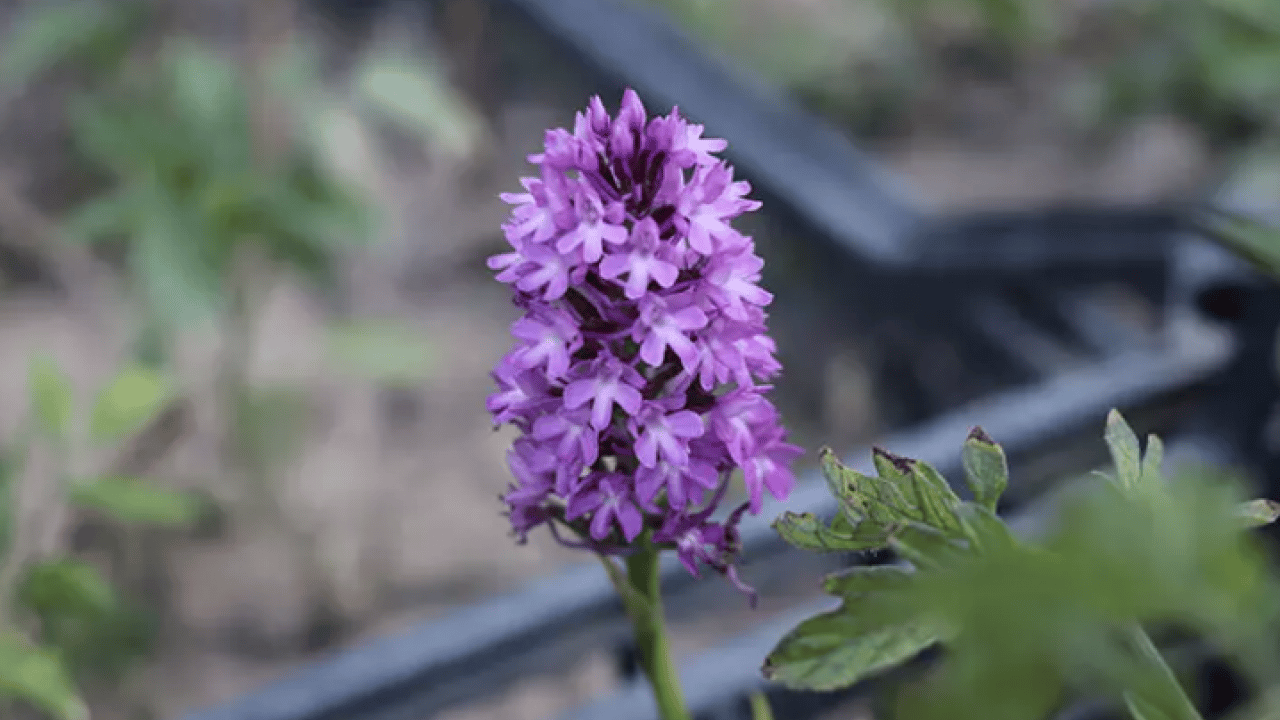 Foto - Kulağınıza küpe olsun: Tam 700 bin lira cezası var!