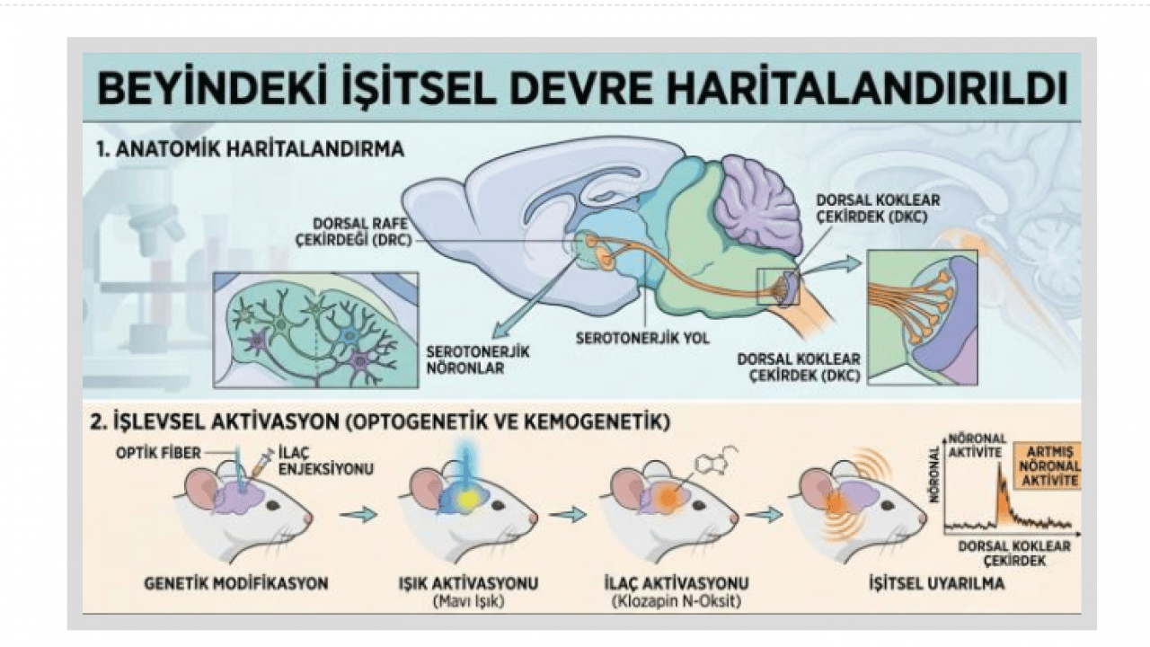 Foto - Kulak çınlamasının sebebi nedir?