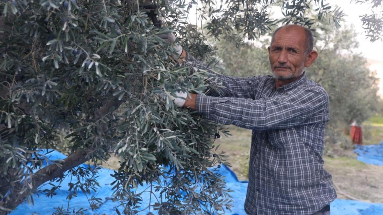 Foto - Kuraklık zeytini de etkiledi! Yağ verimini düştü
