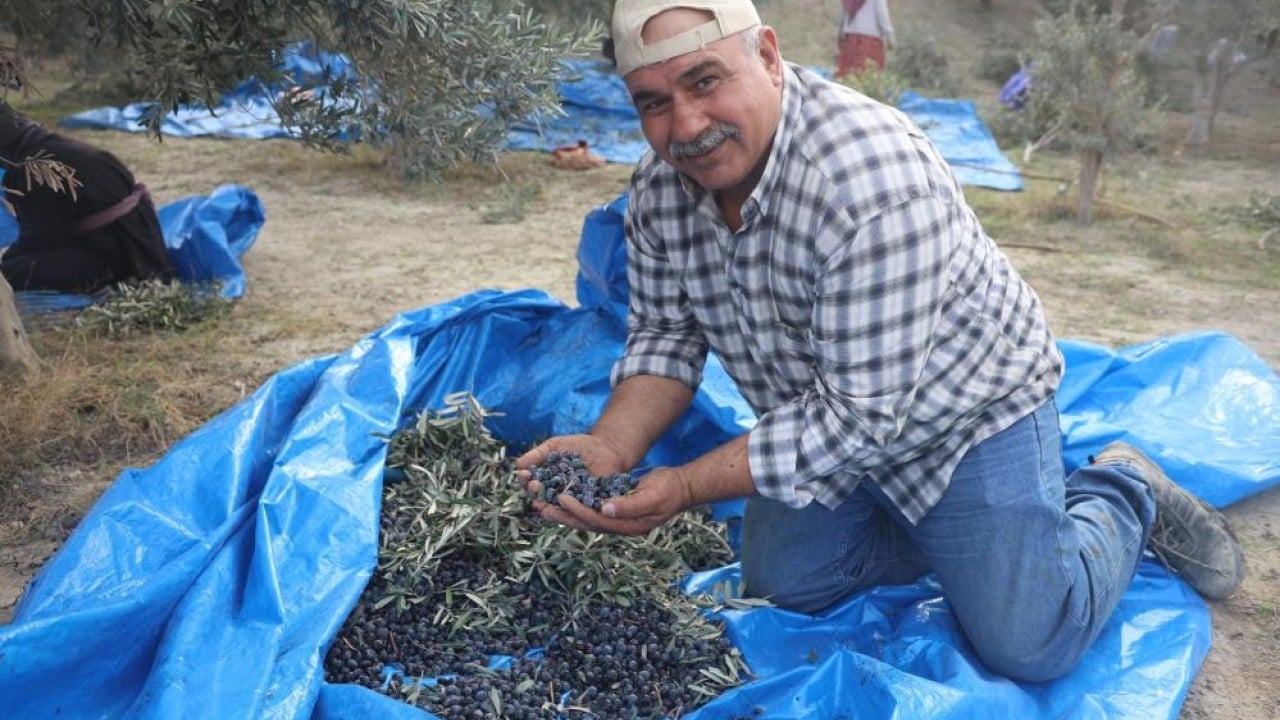 Foto - Kuraklık zeytini de etkiledi! Yağ verimini düştü