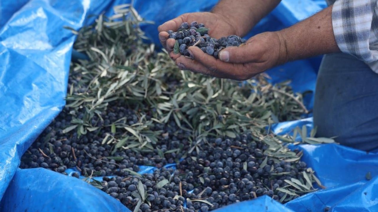 Foto - Kuraklık zeytini de etkiledi! Yağ verimini düştü