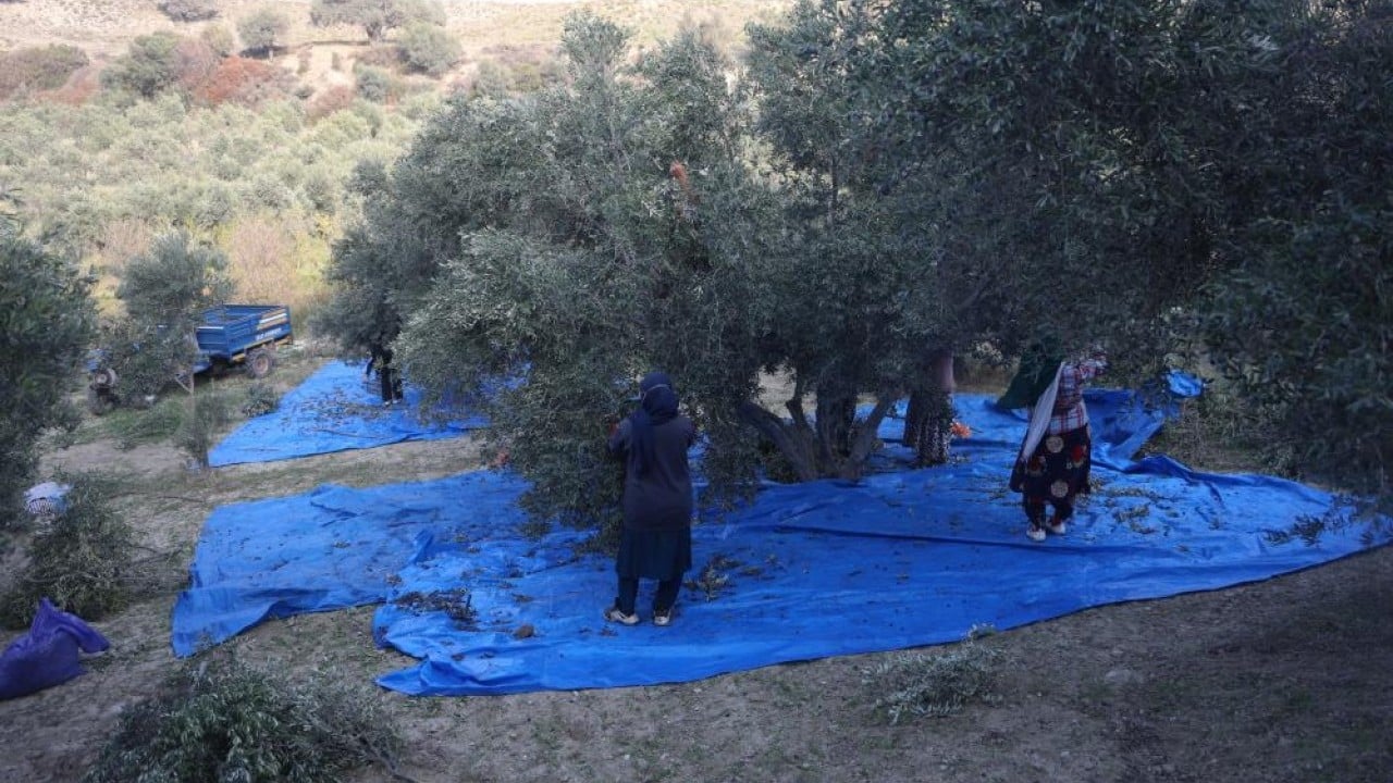 Foto - Kuraklık zeytini de etkiledi! Yağ verimini düştü