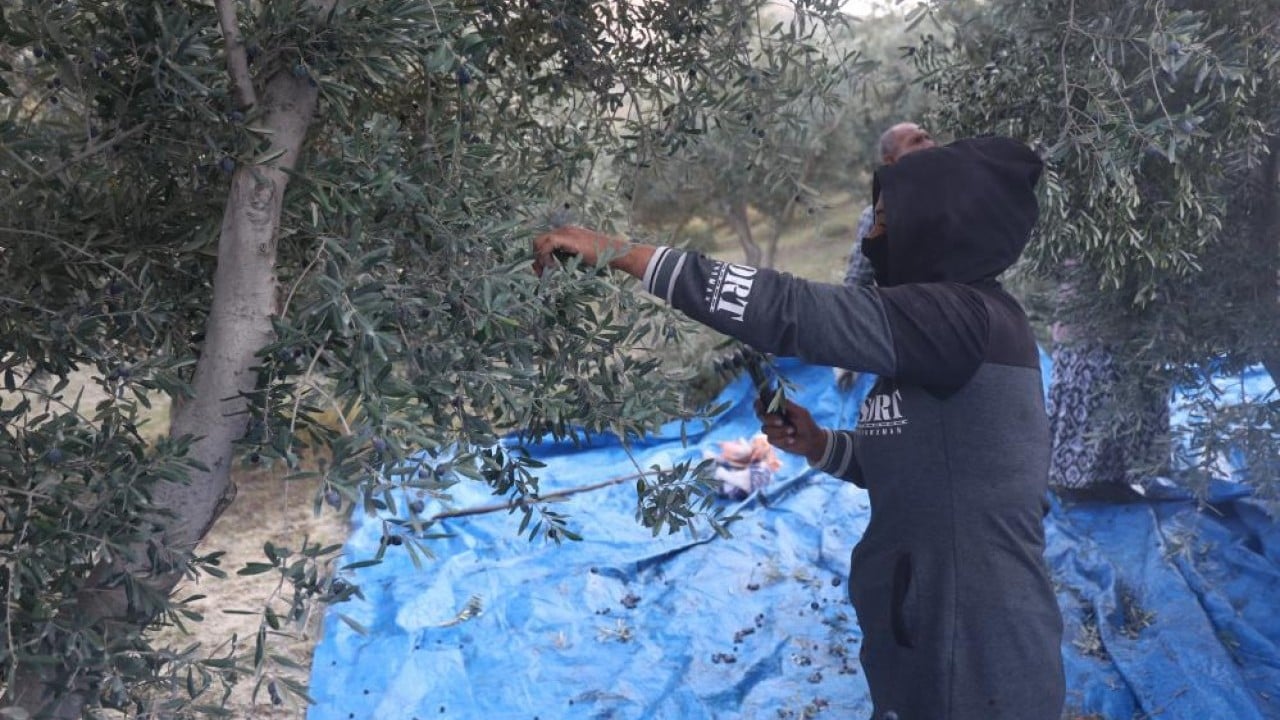 Foto - Kuraklık zeytini de etkiledi! Yağ verimini düştü