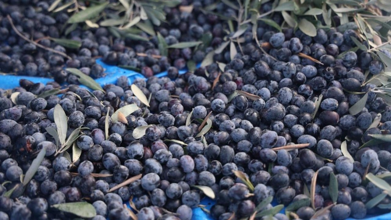 Foto - Kuraklık zeytini de etkiledi! Yağ verimini düştü