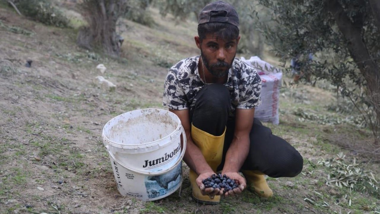 Foto - Kuraklık zeytini de etkiledi! Yağ verimini düştü