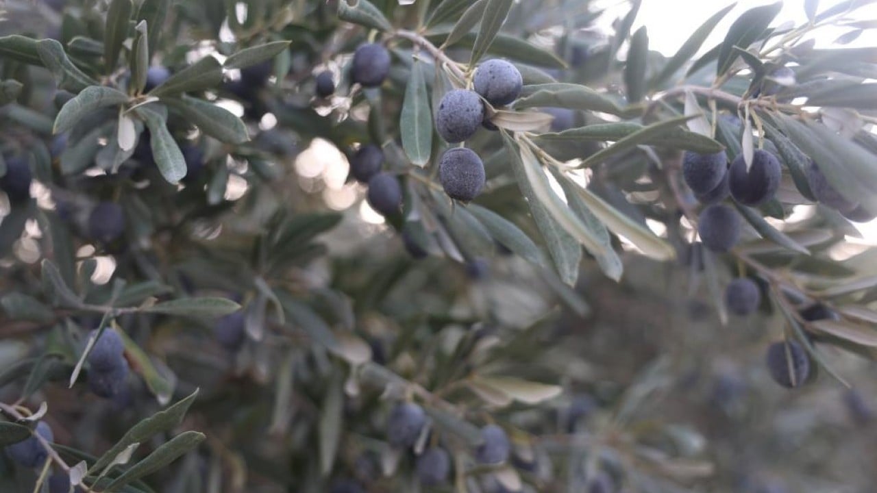 Kuraklık zeytini de etkiledi! Yağ verimini düştü