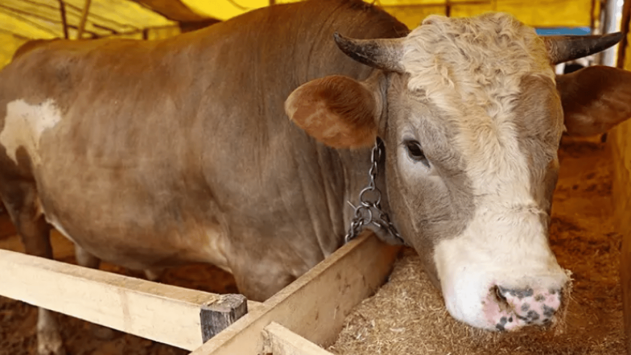 Foto - Kurban Bayramı 2026: Kurban Bayramı ne zaman, bayram tatili kaç gün olacak?