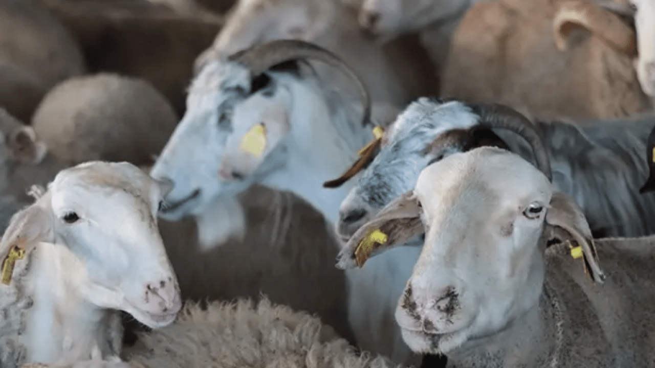 Foto - Kurban Bayramı 2026: Kurban Bayramı ne zaman, bayram tatili kaç gün olacak?