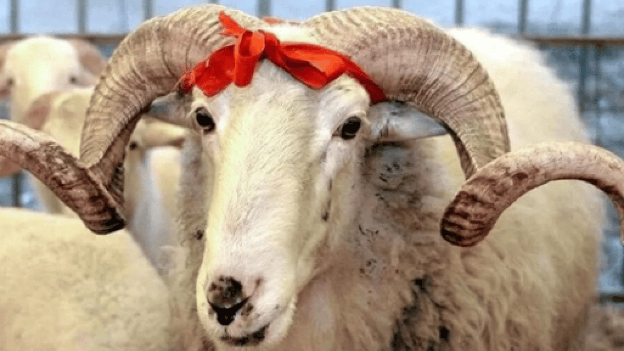 Foto - Kurban Bayramı 2026: Kurban Bayramı ne zaman, bayram tatili kaç gün olacak?