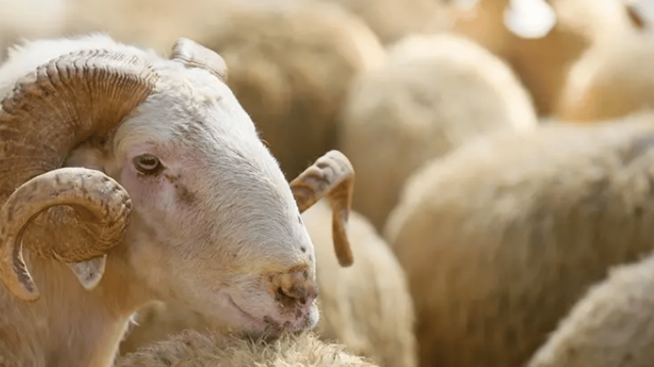 Foto - Kurban Bayramı 2026: Kurban Bayramı ne zaman, bayram tatili kaç gün olacak?