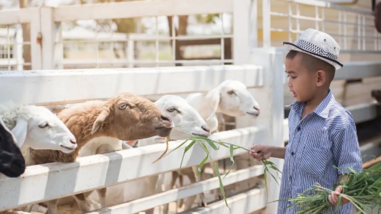 Foto - Kurban Bayramı çocuklara anlatılmalı... Görsün, alışsın demek yerine bu cümleleri söyleyin