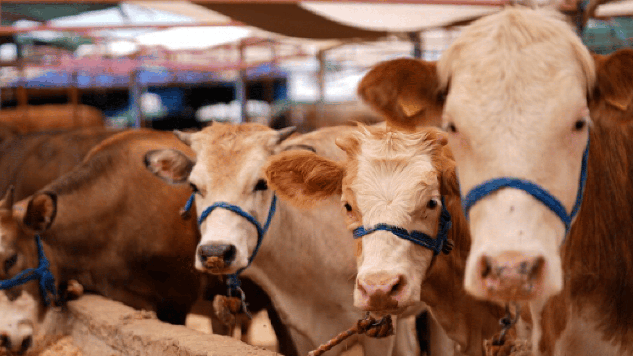 Kurban Bayramı yaklaşırken dolandırılmayın! Dolandırıcıların yeni 'kurbanlık oyunu'na dikkat