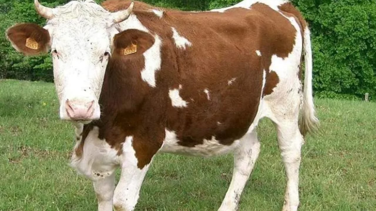 Foto - Kurban Bayramı'na az zaman kaldı! İşte dünyanın en büyük ve güçlü büyükbaş hayvanları!