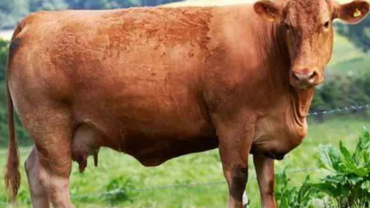 Foto - Kurban Bayramı'na az zaman kaldı! İşte dünyanın en büyük ve güçlü büyükbaş hayvanları!