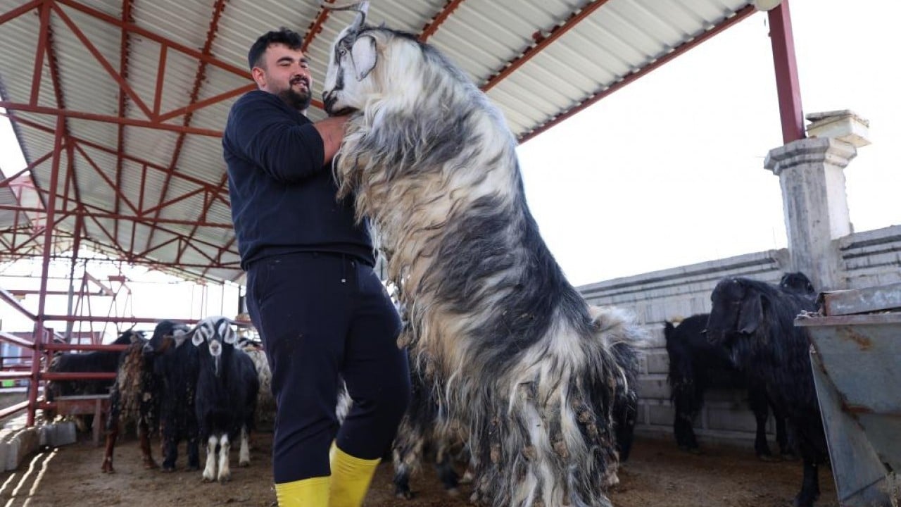 Foto - Kurban mesaisinde rekor 140 kiloluk dev alıcısını bekliyor