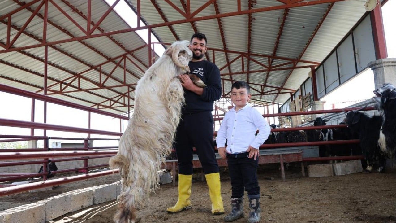 Kurban mesaisinde rekor 140 kiloluk dev alıcısını bekliyor