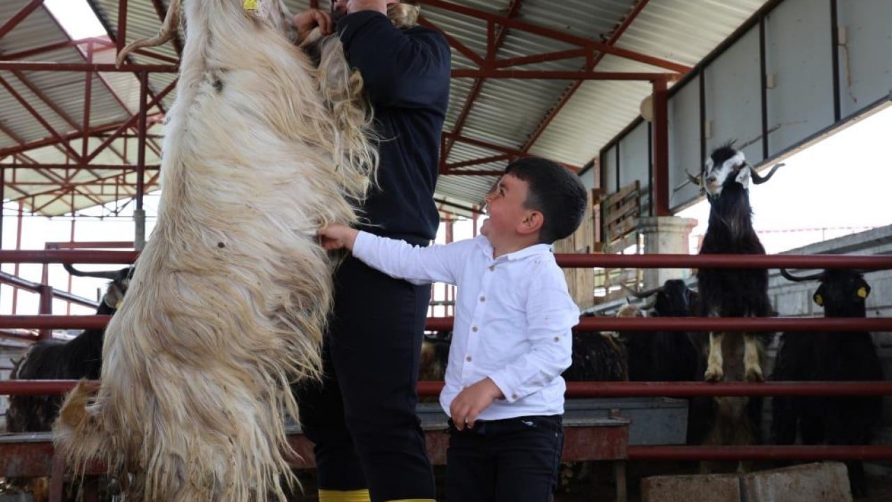Foto - Kurban mesaisinde rekor 140 kiloluk dev alıcısını bekliyor