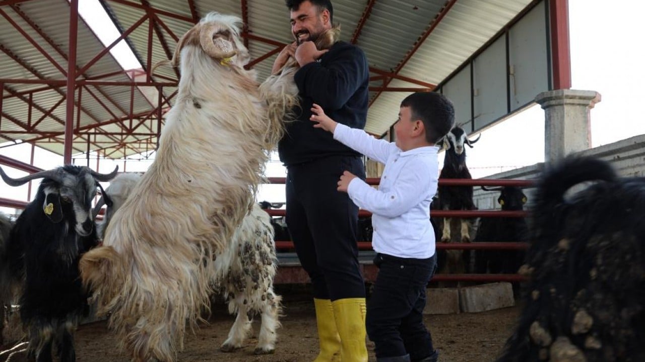 Foto - Kurban mesaisinde rekor 140 kiloluk dev alıcısını bekliyor