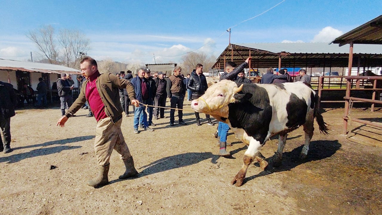 Foto - Kurban pazarında hareketlilik erken başladı: Kıran kırana pazarlık!