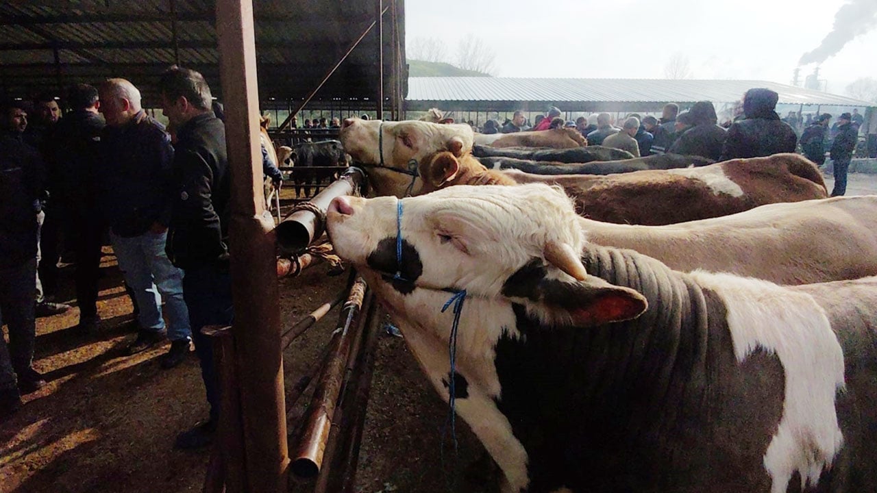 Foto - Kurban pazarında hareketlilik erken başladı: Kıran kırana pazarlık!