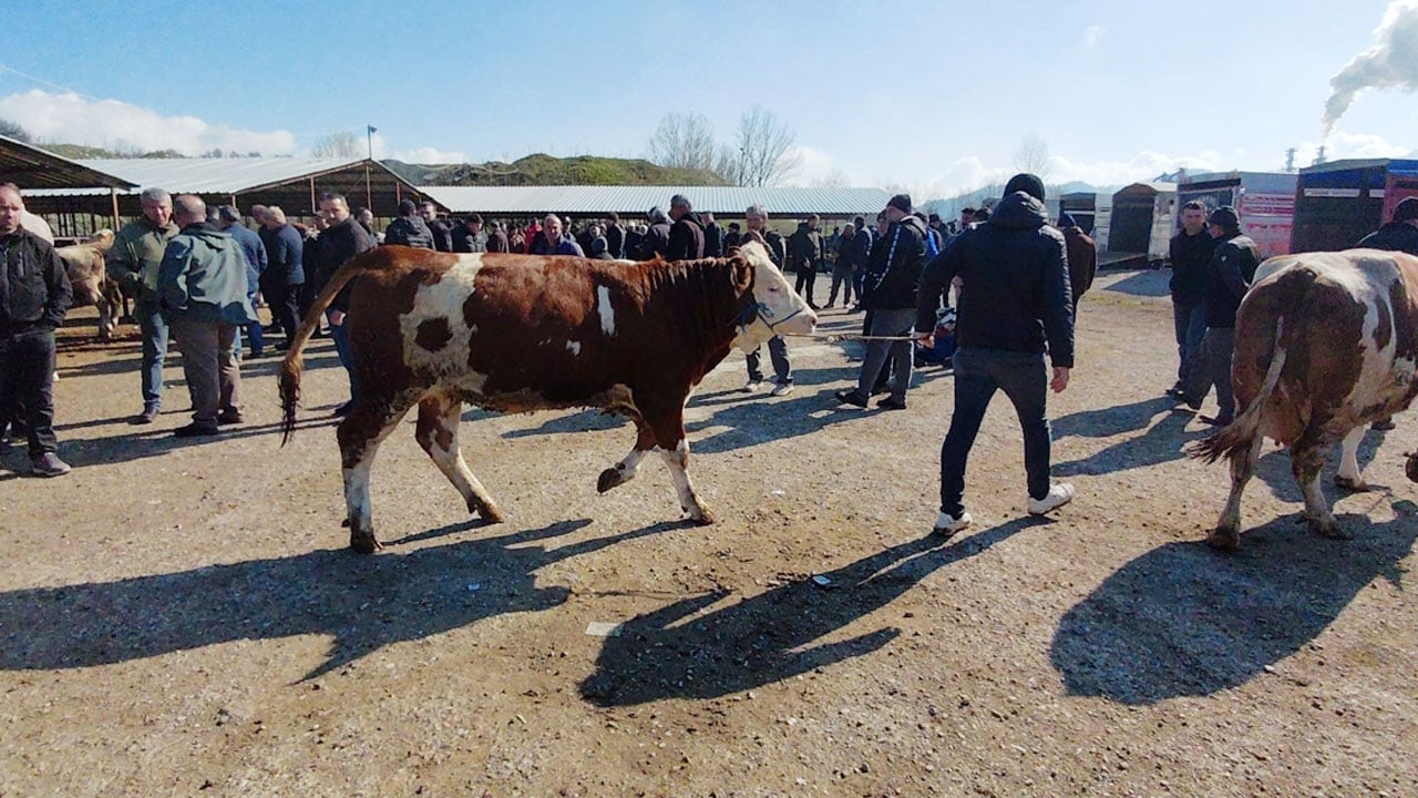 Foto - Kurban pazarında hareketlilik erken başladı: Kıran kırana pazarlık!