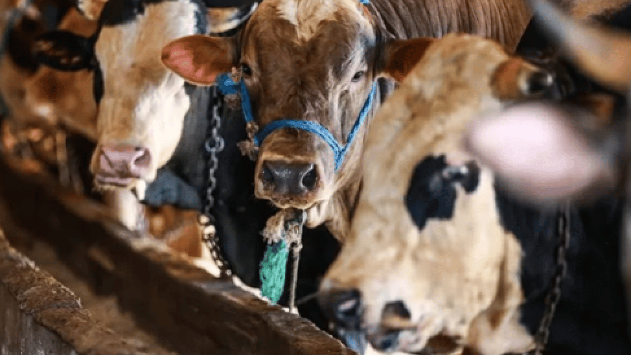 Kurban tebliği yayımlandı: Kurallara uymayana ağır ceza