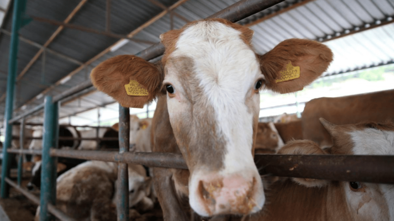 Foto - Kurban tebliği yayımlandı: Kurallara uymayana ağır ceza