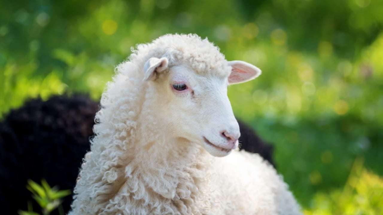 Foto - Kurban tebliği yayımlandı: Kurallara uymayana ağır ceza