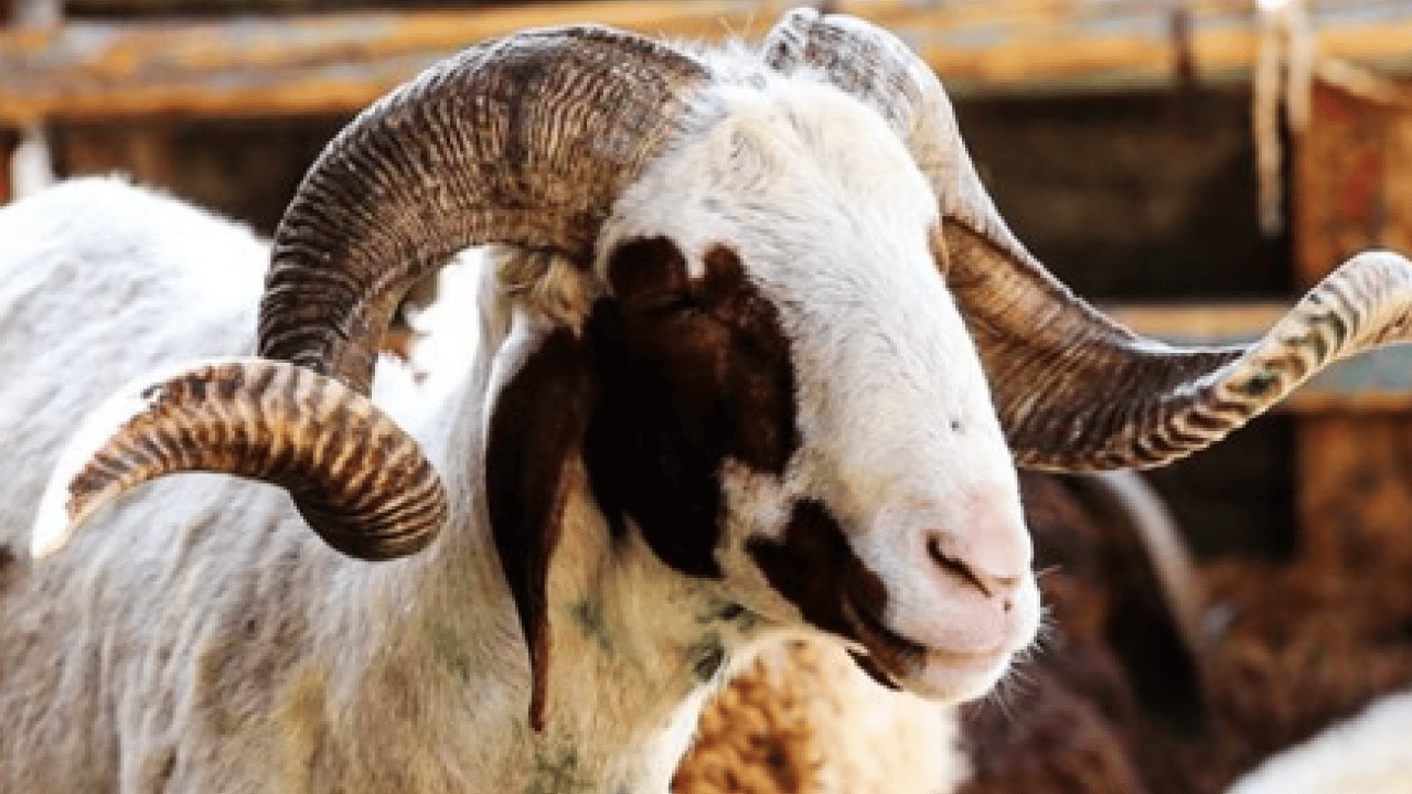 Foto - Kurban tebliği yayımlandı: Kurallara uymayana ağır ceza